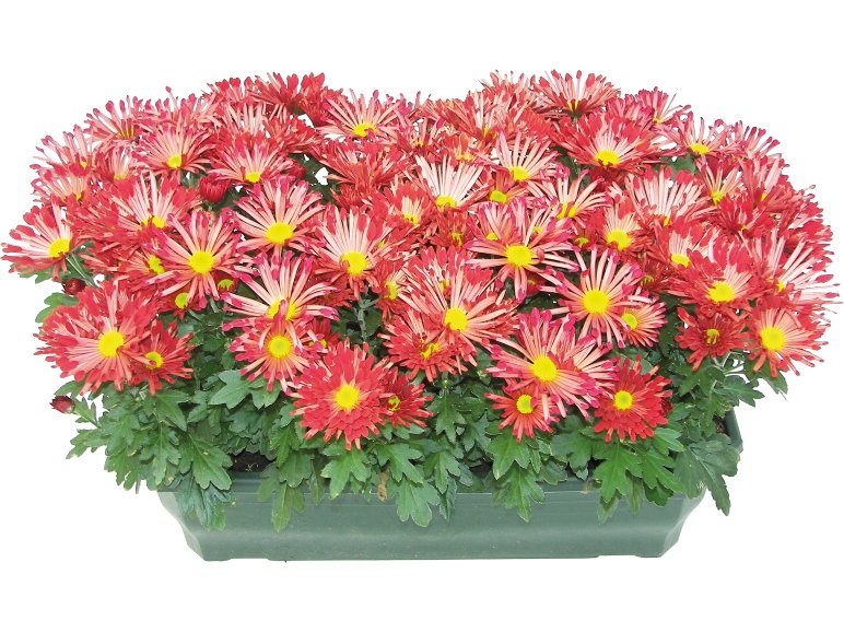 Chrysanthèmes américain 8 boutures