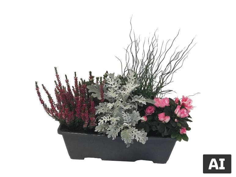 Association de saison 5 plantes