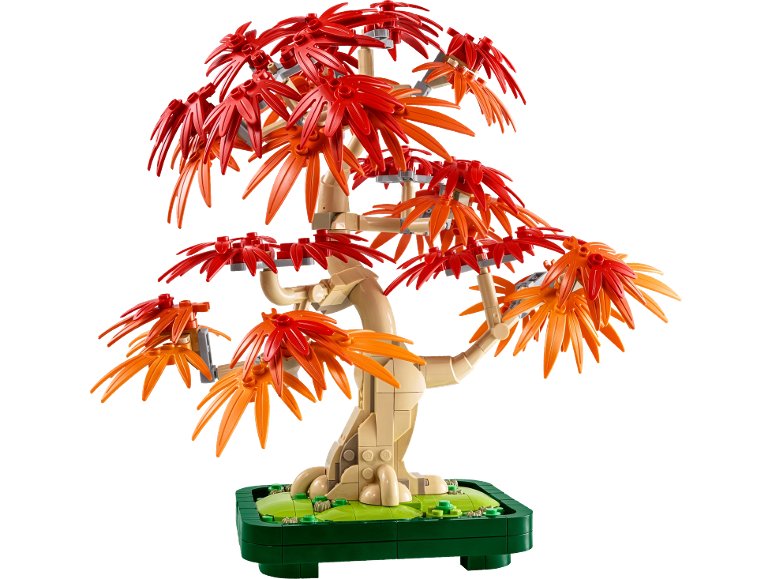 Érable rouge du Japon – Arbre à bonsaï