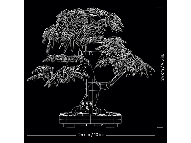 Érable rouge du Japon – Arbre à bonsaï