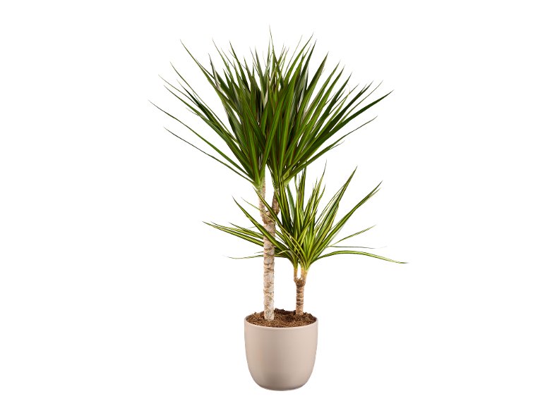 Dracaena Tutti Frutti