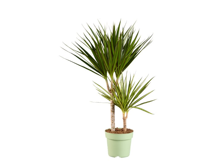 Dracaena Tutti Frutti