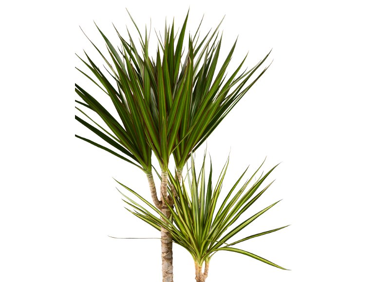 Dracaena Tutti Frutti