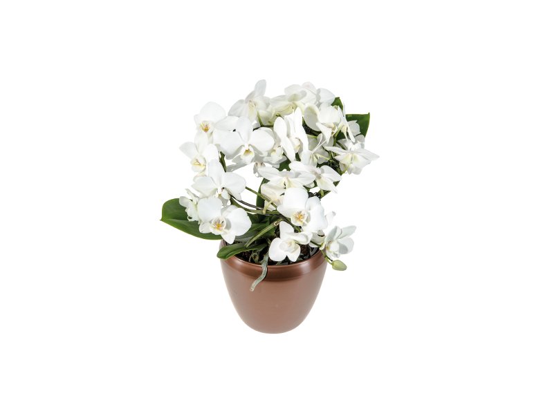 Orchidée multiforme en pot déco