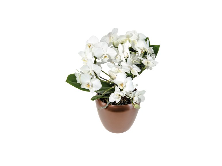 Orchidée multiforme en pot déco