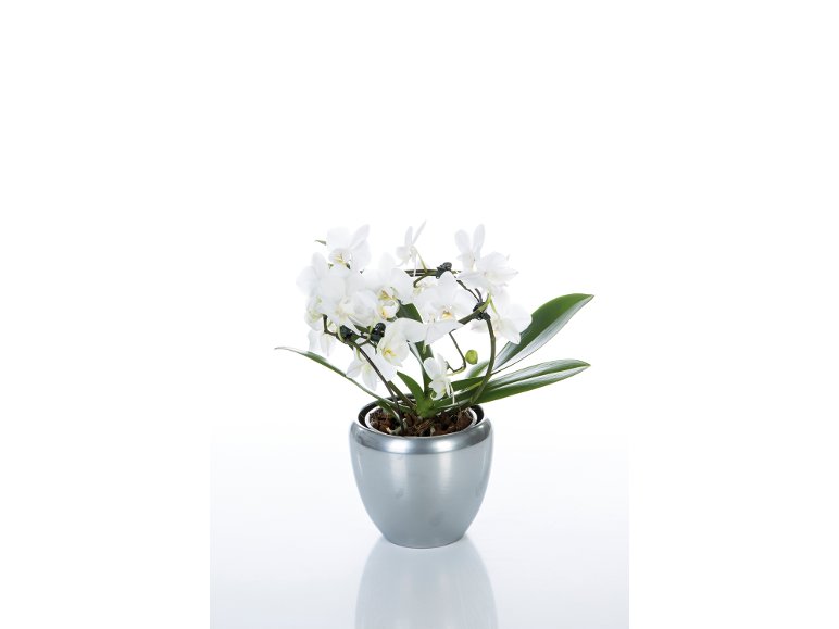 Orchidée multiforme en pot déco