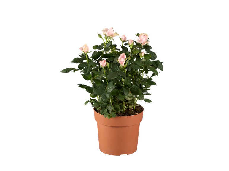 Rosier