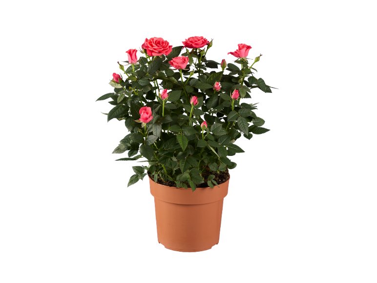 Rosier