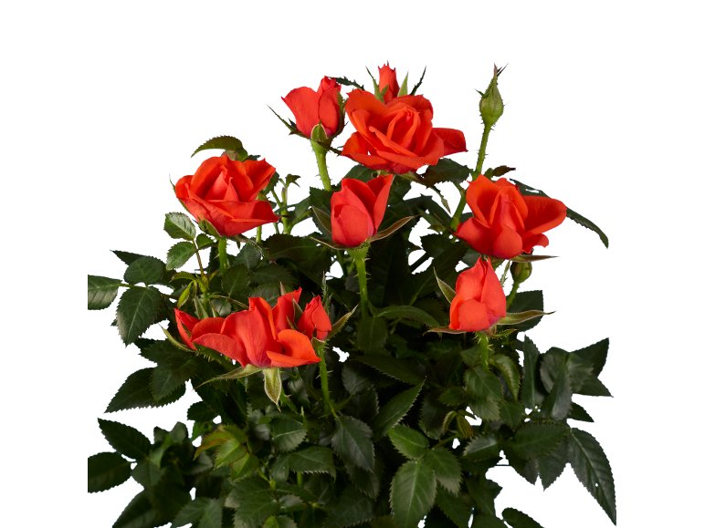 Rosier