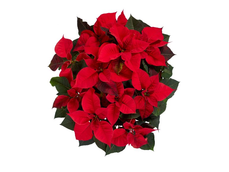 Grande étoile de Noël (poinsétia)