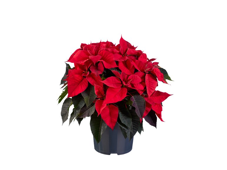 Grande étoile de Noël (poinsétia)