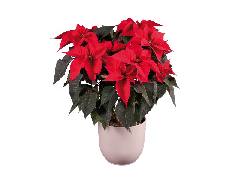 Grande étoile de Noël (poinsétia)