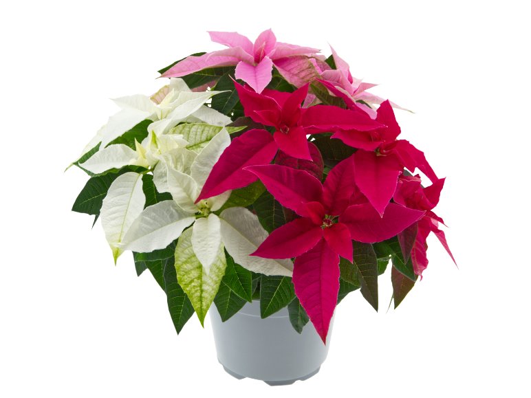 Poinsétia tricouleur