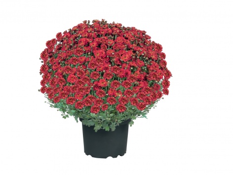 Gros chrysanthème