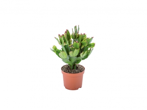 Cactus de Noël