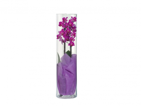 Orchidée 2 tiges en vase