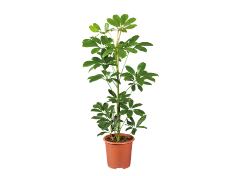Plante verte