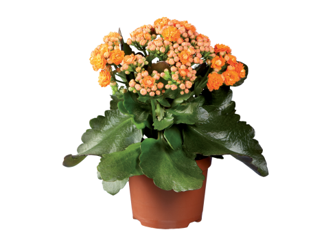 Plante fleurie