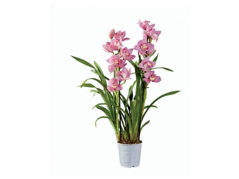 Orchidée Mix « Premium »