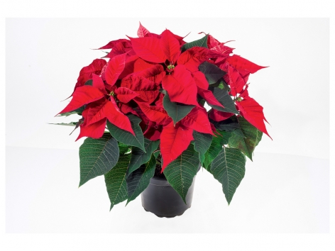 Grand Poinsétia