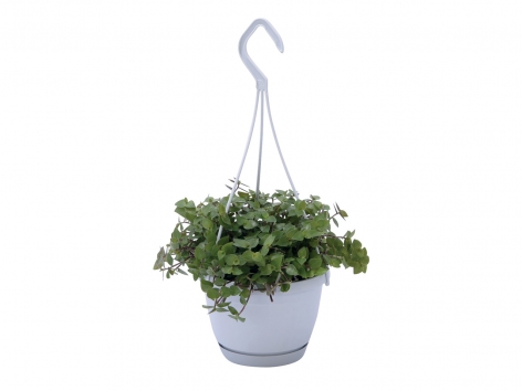 Plante verte à suspendre
