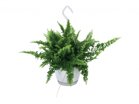 Plante verte à suspendre