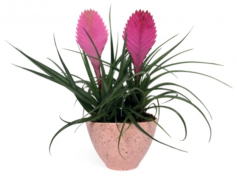 Composition broméliacé en céramique