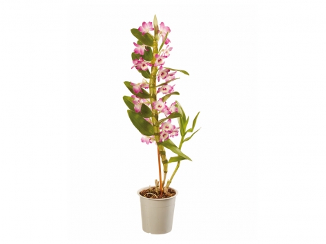 Orchidées Mix