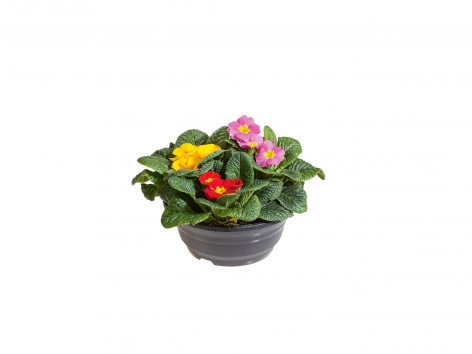 Primevère 3 couleurs en coupe