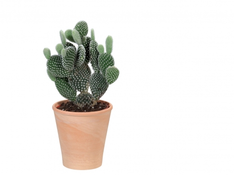 Cactus en pot terracotta