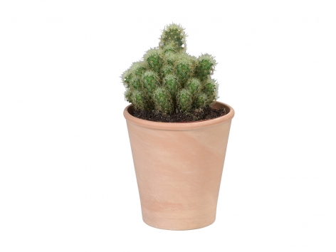 Cactus en pot terracotta