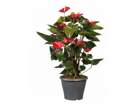 Anthurium