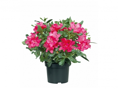 Rhododendron