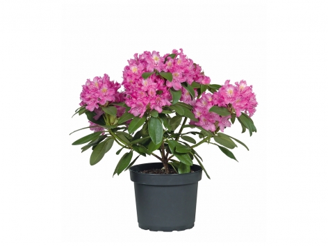 Rhododendron