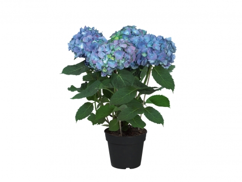 Hortensia