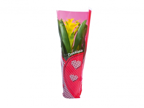 Vriesea ou Guzmania