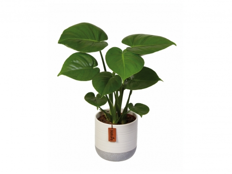 Plantes vertes exclusives en pot céramique