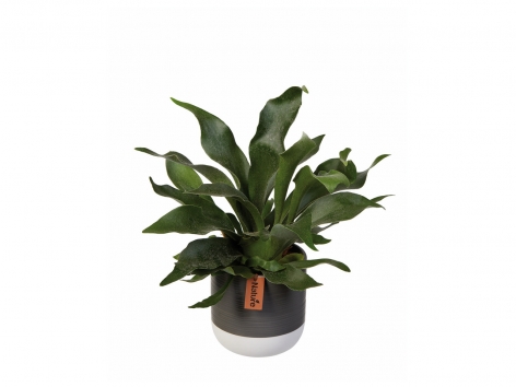 Plantes vertes exclusives en pot céramique