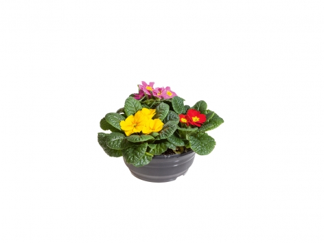 Coupes de 3 primevères Multicolor