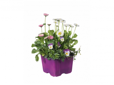 Composition de printemps