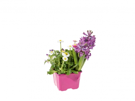 Composition de printemps