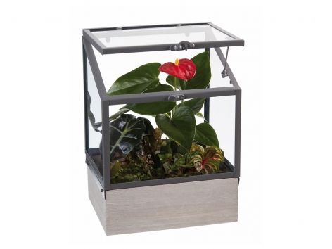 Mini serre exotique