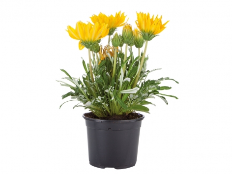 Plantes à massif