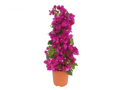 Bougainvillier pyramide ou cactus XL