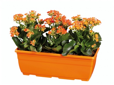 Plantes extérieures en suspension ou jardinière de kalanchoé