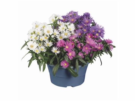 Aster trois couleurs en coupe