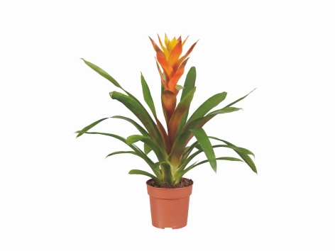 Plante verte et plante fleurie