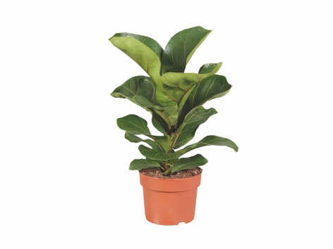 Plante verte et plante fleurie