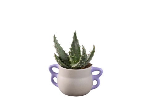 Aloe vera / Agave en pot céramique