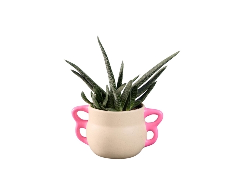 Aloe vera / Agave en pot céramique